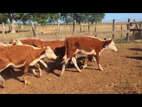 camera iphone 8 plus apk 36 Vaquillonas de 1 a 2 años