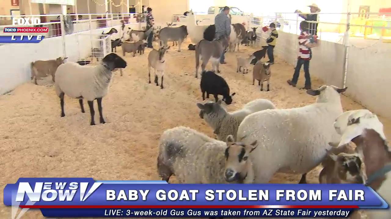 FNN:  Baby Goat "GusGus" Stolen from AZ State Fair and the Goat's Mom is Crying