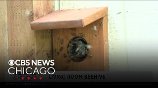 Beekeeper builds indoor observation hive to watch colony from inside his home