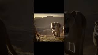 Lions flee from tigers #shorts #lion #trend