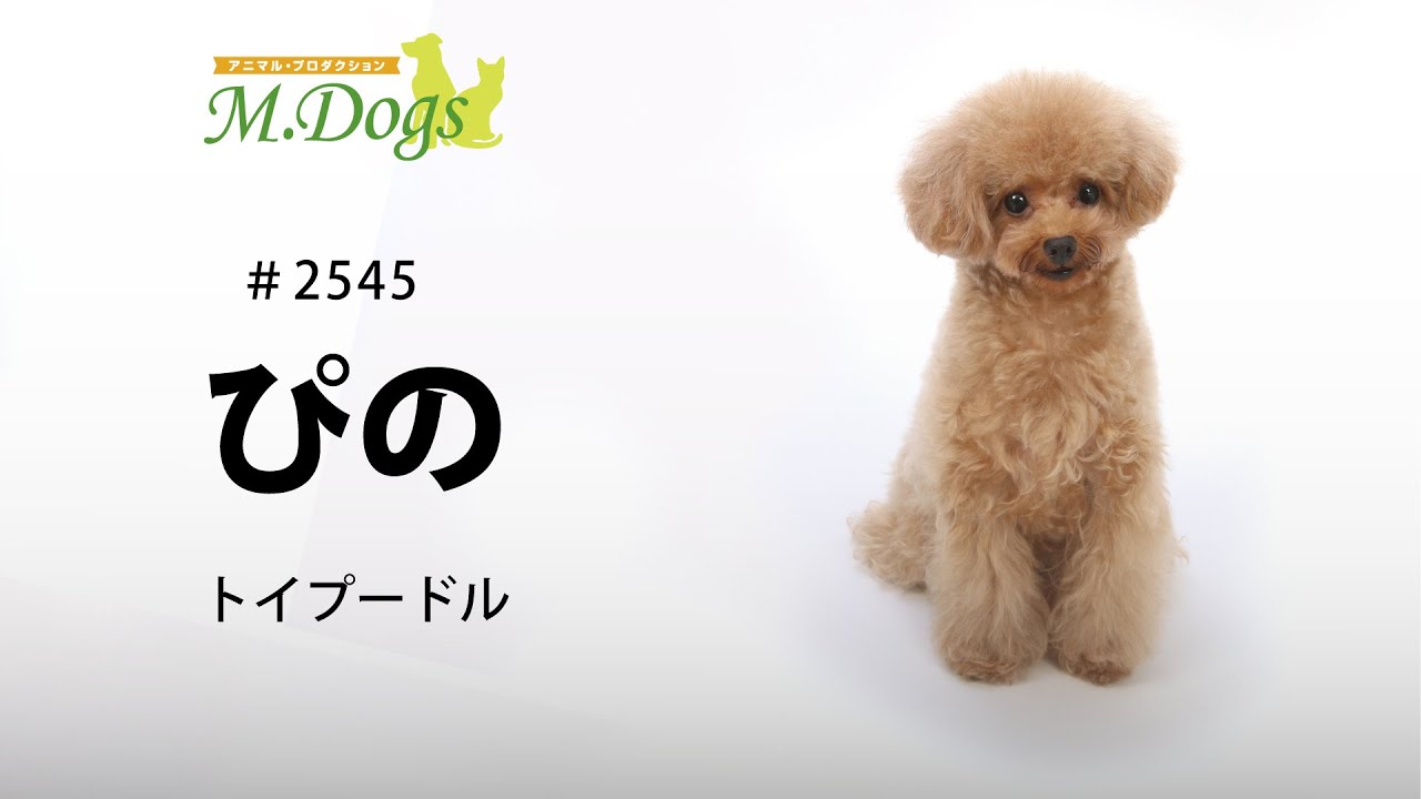 ペットモデル 2545 トイプードル ぴの Youtube