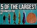 5 of The Largest Freshwater Fish In The World