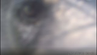 Black Bear sniffing the trailcam