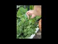 Garden-to-table at its best!