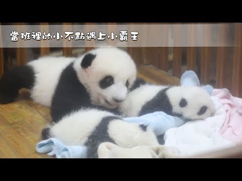 《熊貓早晚安》當熊貓寶寶遇到小小熊貓寶寶 | iPanda熊貓頻道