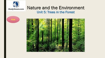 Listening English- Unit 5: Tree in the forest