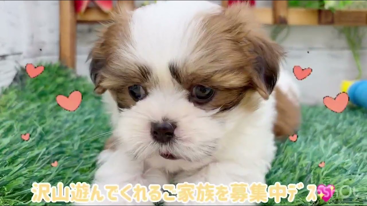 価格の安い♥犬MIX（マルチーズ×シーズー） ♀【新入舎の子】【動画