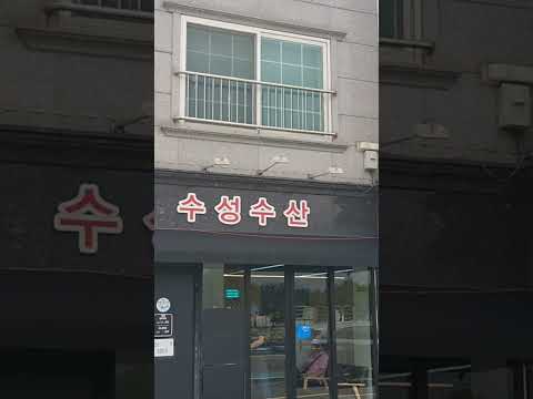 물회 방어맛집. 부산 강서구 수성수산