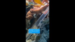 Giant Pacific Octopus Feed