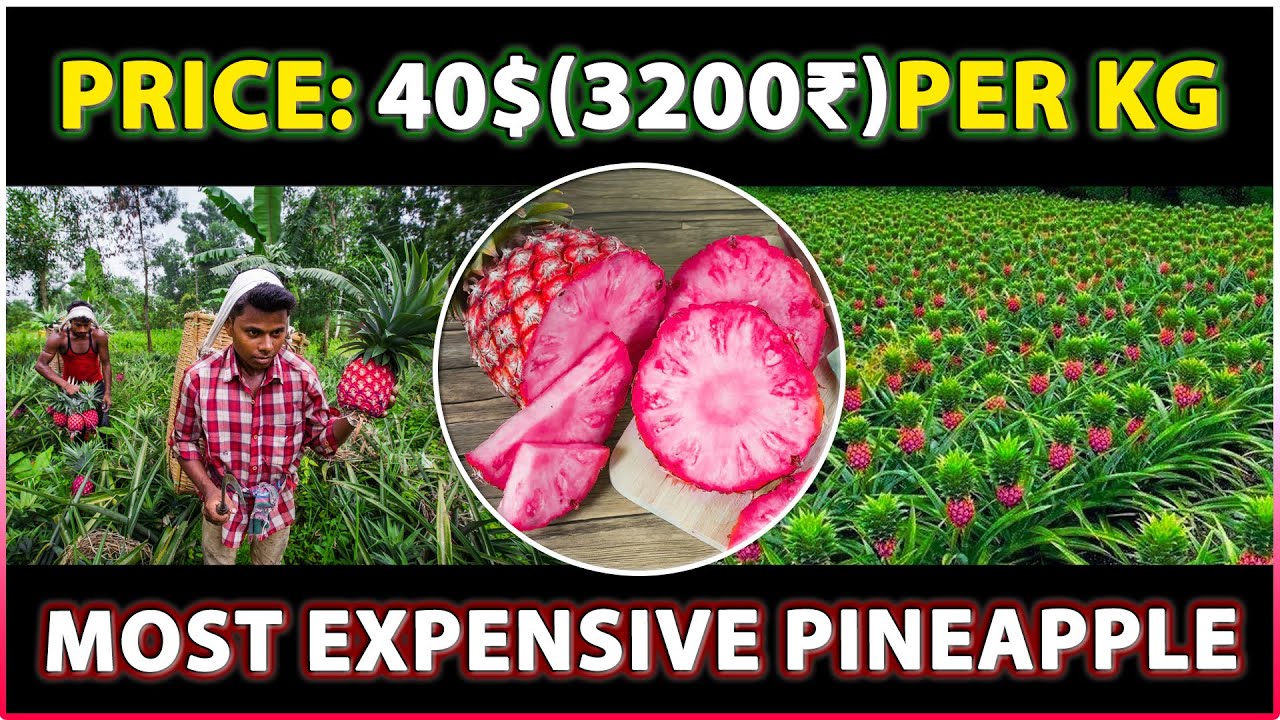 Pink Pineapple Most Expensive Pineapple in the World Del Monte