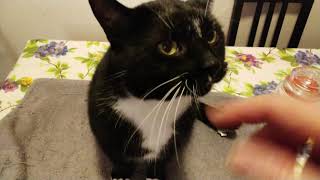 Jax and FHS or Feline Hyperesthesia Syndrome