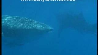 Part 4 - Whale Shark Gypsy of the Sea
