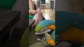 Zwai kinder 😀😀😀 #animal #bird #macaw #parrot #funny