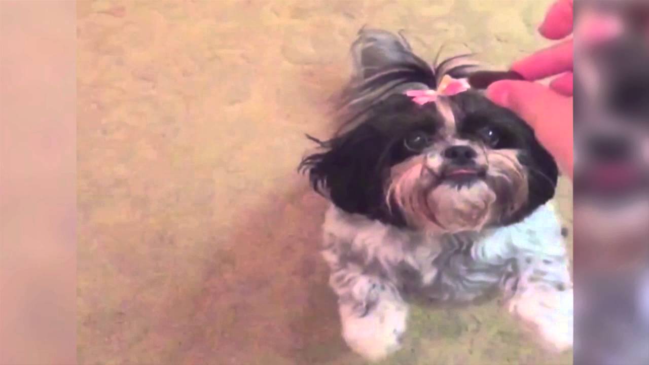 persami smp Puppy Jumps for Treat in Slo-Motion