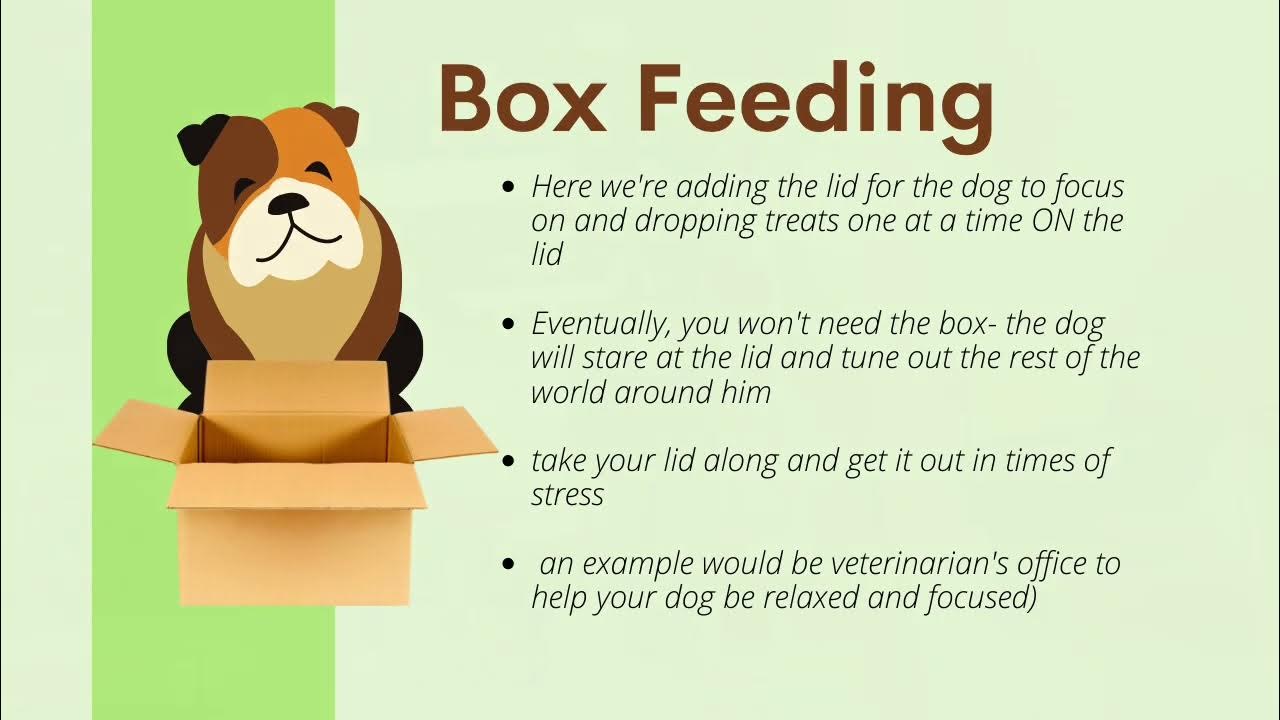 Box Feed for dog building focus in you dog training….. YouTube