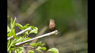 Birds Chirping in Forest 🌳 | Peaceful Morning Birdsong Sound Effect for Relaxation & Background