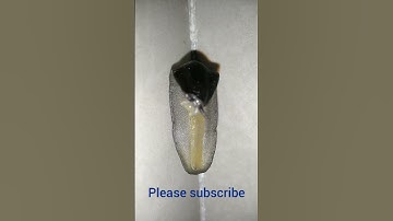 Slug ||  Black colour slug || shell less mollusc #shorts #slug #beautifulanimal