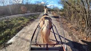 Learning To Pull A Wagon  Not All Horses Can Do This!