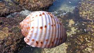 Low tide shelling for tuns of seashells