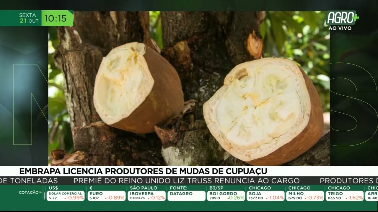 Embrapa licencia produtores de mudas de cupuaçu