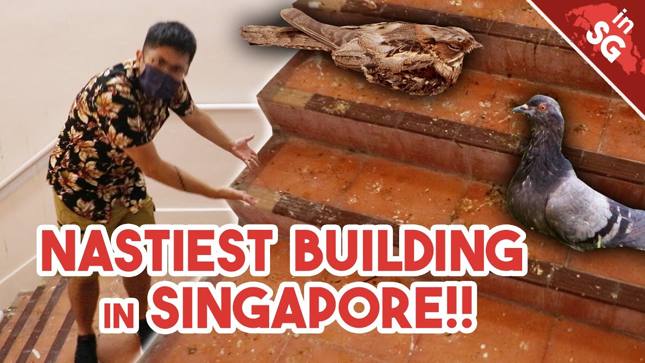 Birds DO NOT Sleep in a Nest! Nesting vs Roosting LargeTailed