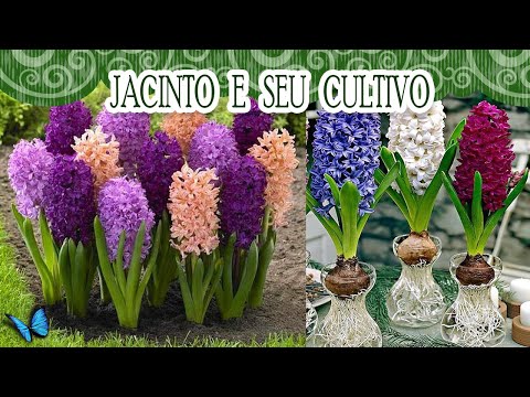 Vídeo: Flores de jacinto caindo - Como corrigir problemas de brotos com jacinto