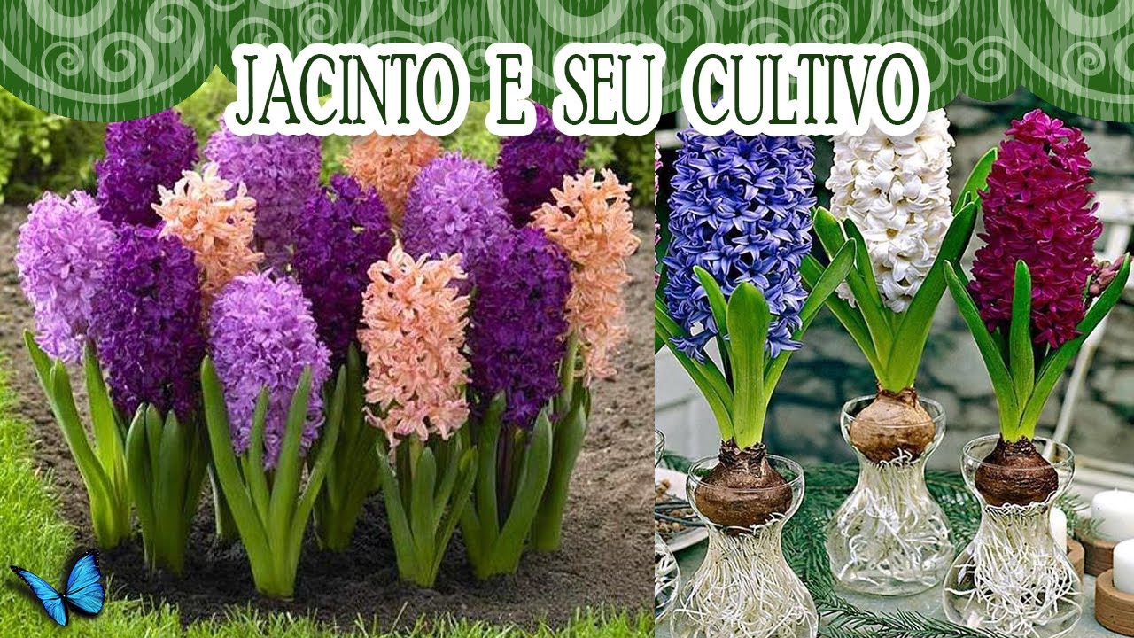 JACINTO: QUE PLANTA ESPETACULAR, VOCÊ CONHECE?