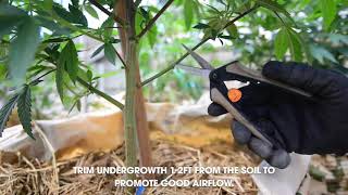 Episode 2 of What's Growing On?: Pruning Your Plants