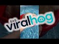 Cat Cools Off In Swimming Pool ViralHog 