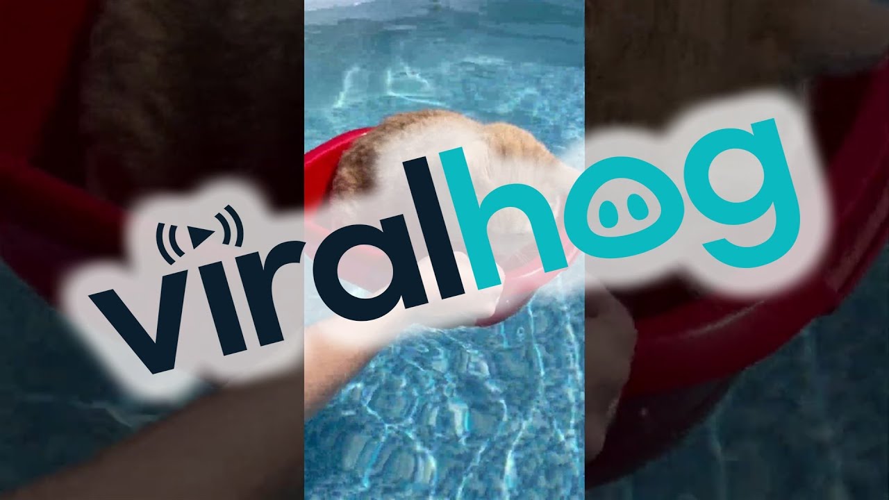 Cat Cools Off in Swimming Pool || ViralHog