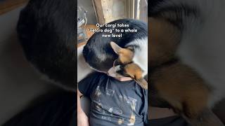 Our Corgi Takes “Velcro Dog” to a Whole New Level