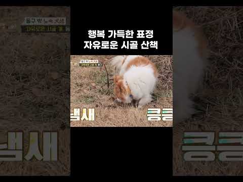행복한 시골 개 평화로워 #shorts