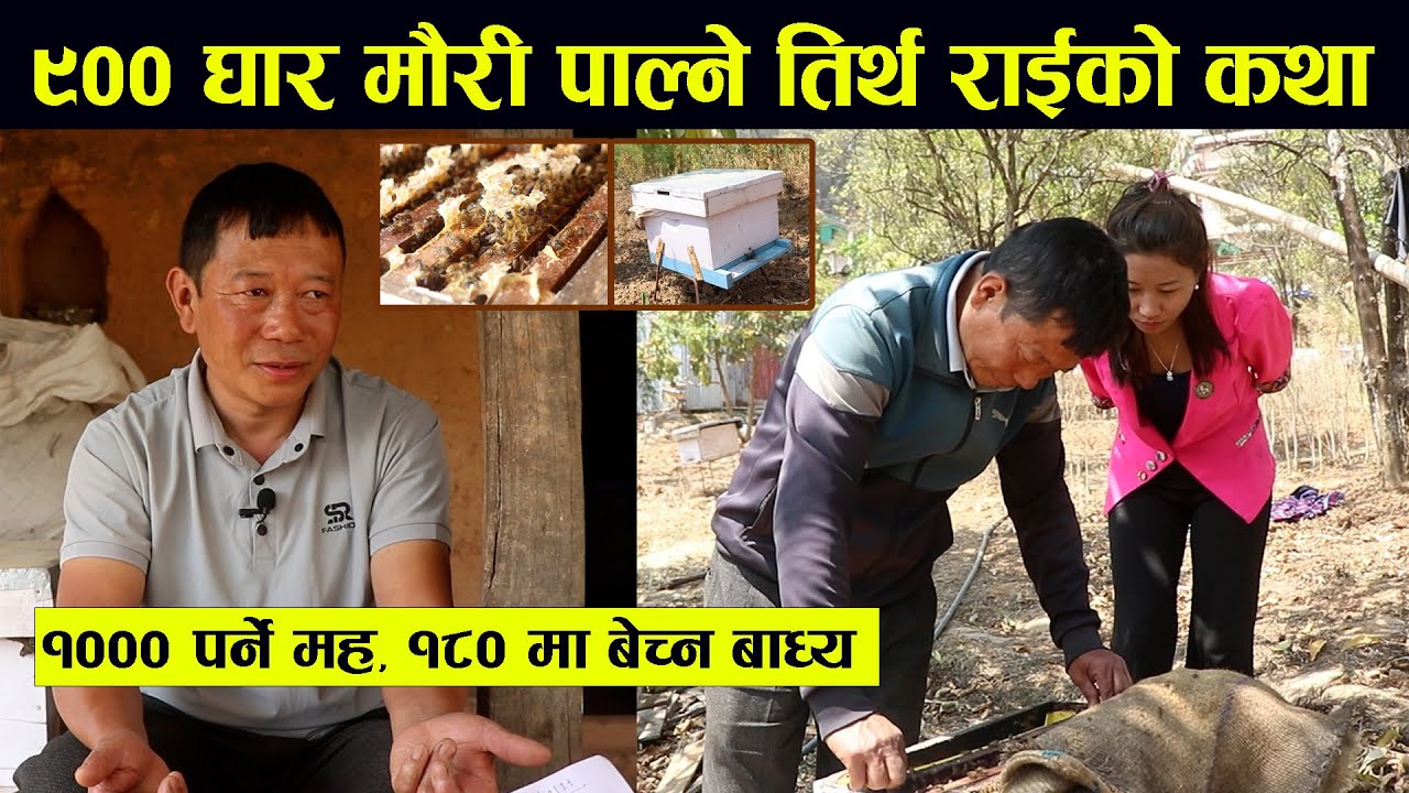 ९०० घार मौरी पाल्ने तिर्थ राईको कथा,  १००० पर्ने मह, १८० मा बेच्न बाध्य