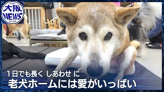 【人と犬の愛情物語】最期まで看てあげたい…年中無休の「老犬ホーム」