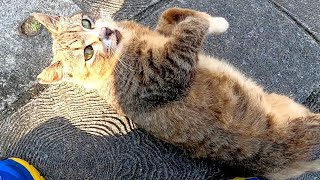 公園にいた野良子猫をナデナデしたら大音量でゴロゴロと喜んだ