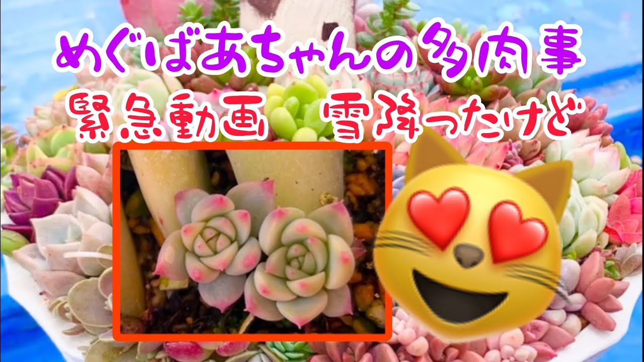 🪴No444🪴多肉植物🪴緊急動画　雪降ったけど🥶🥶🥶🪴めぐばあちゃんの多肉事👵🏻