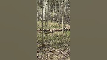 ATLATL Target Practice #atlatl #survival #survivalskills #bushcraft #primitive