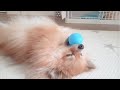 Pomeranian sleeping with the ball in it mouth