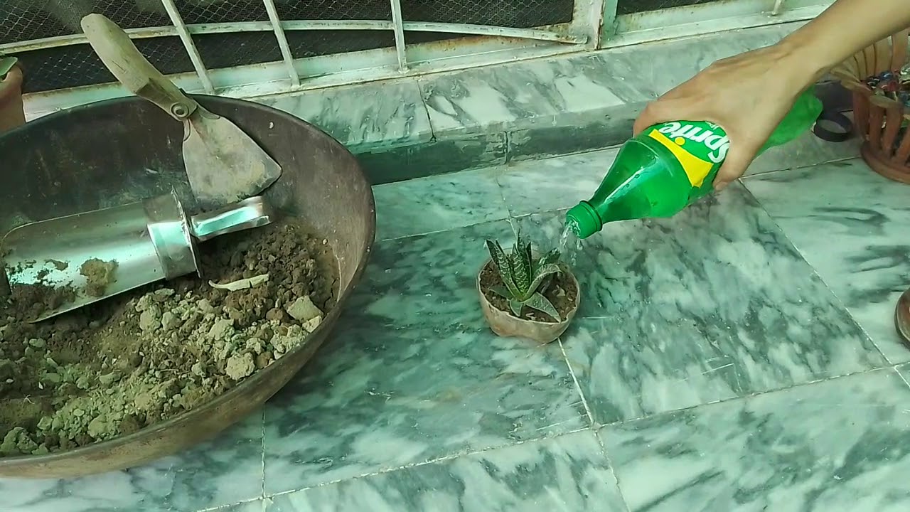 Beautiful Planter with Zebra plant 