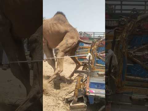 الن اق ة الع ال ق ة ب ي ن الج م ال ت ن اض ل ل له ر وب م ن الس ي ار ة