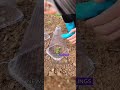 50pcs/set Reusable Plant Seedling Cover Windproof Frost Protection for Vegetable Seedlings