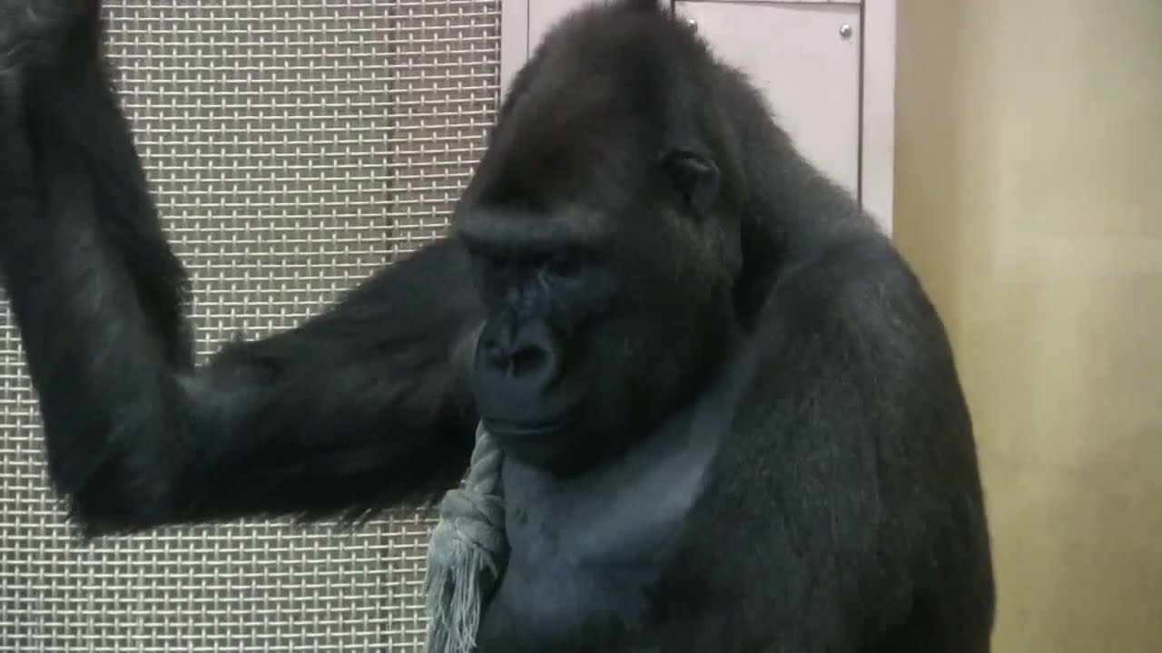 シャバーニ家族 1154 Shabani Family Gorilla Youtube