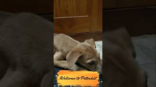 Kavala padatha kumaru #ytshorts #puppies #pets #dog #funny #comedy