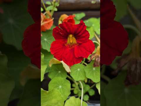 'Настурция' 🏵 Мой Сад 🌺#дача #сад #огород #природа #цветы #красота #garden #flowers #nature #блогер