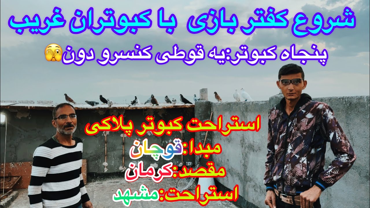 پرش و شروع چاشنی بازی با کبوتران غریب گیری شده!اهدا کبوتر کوردستان به داش امیرعشق باز جاده کلات مشهد