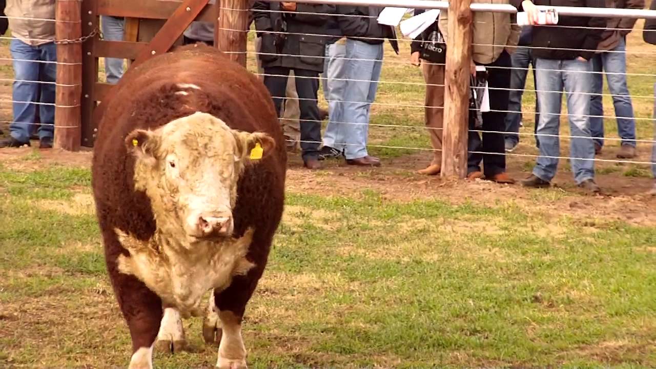 Lote de Toros Hereford La Cassina