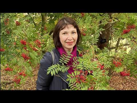 Vlog 193- О-о-очень красивая прогулка по осеннему арборейтуму, 20 минут гармонии и релаксации.