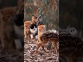 A Curious Fawn Approaches… and the Cats’ Unexpected Friendship #animals #wildlife #cute