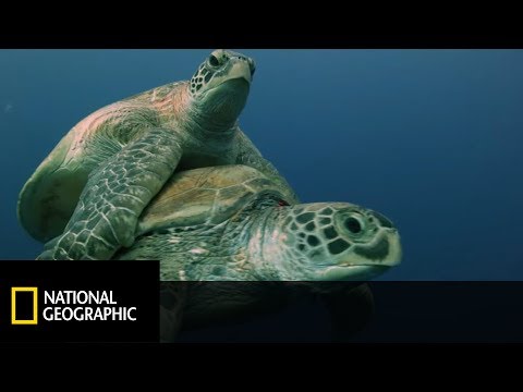 Wideo: Badanie żółwi Morskich W Odległym Południowym Pacyfiku - Matador Network