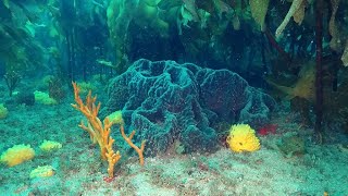 Webinar: Mapping and measuring marine ecosystem services